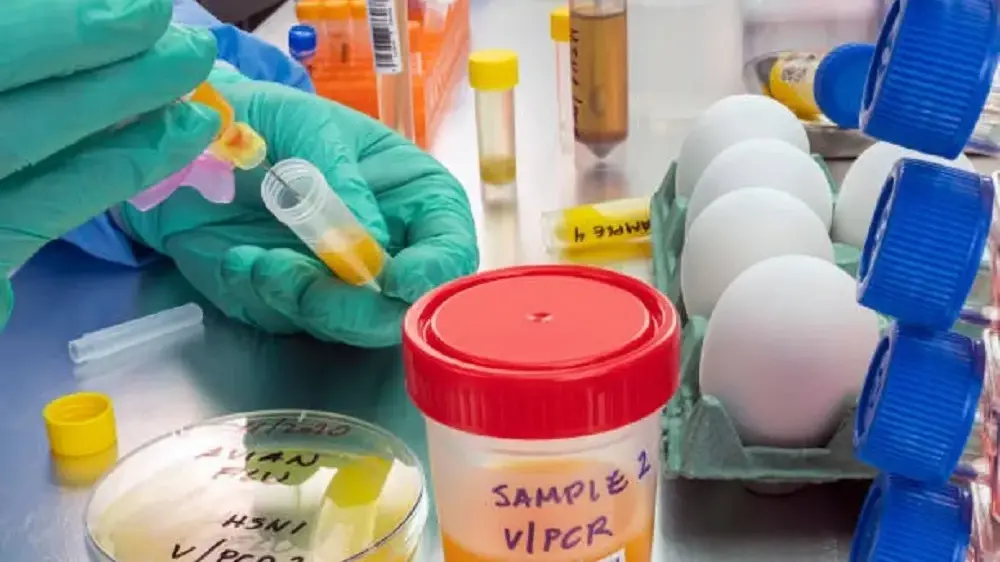 Aviaria, primo caso in Italia: cosa sapere