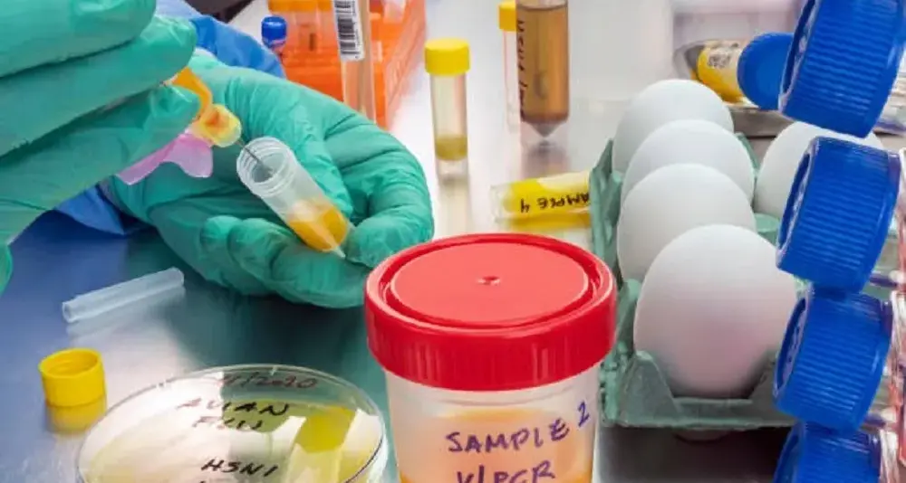 Aviaria, primo caso in Italia: cosa sapere