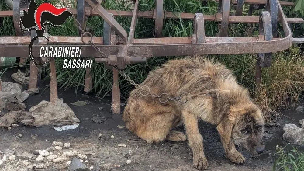 Cane maltrattato a Ossi, denunciato un uomo