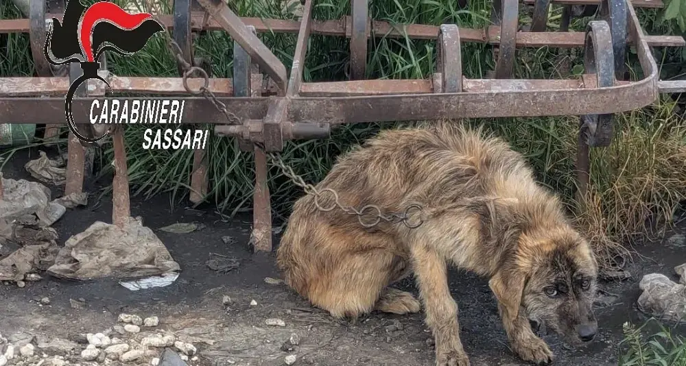 Cane maltrattato a Ossi, denunciato un uomo