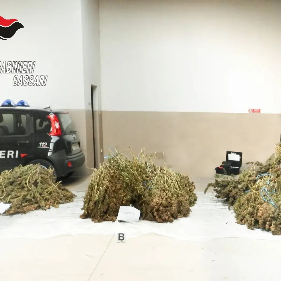 Maxi piantagione di cannabis a Ittiri: arrestato un uomo con precedenti