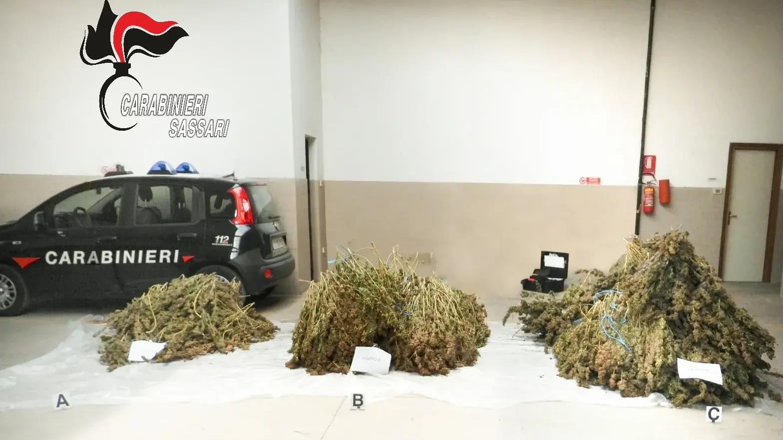 Maxi piantagione di cannabis a Ittiri: arrestato un uomo con precedenti