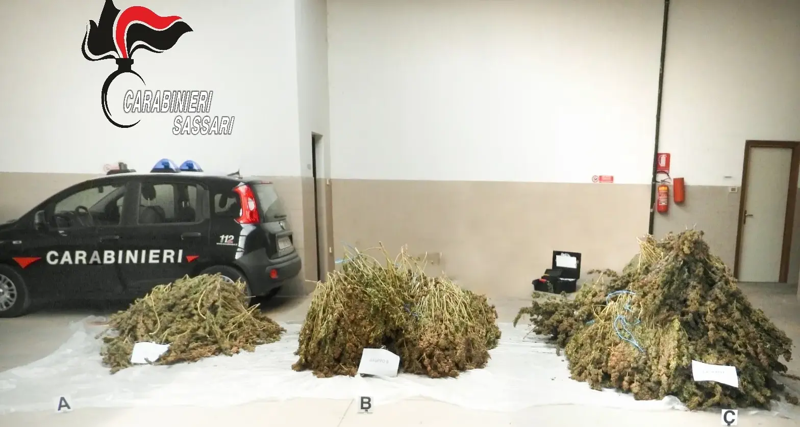 Maxi piantagione di cannabis a Ittiri: arrestato un uomo con precedenti