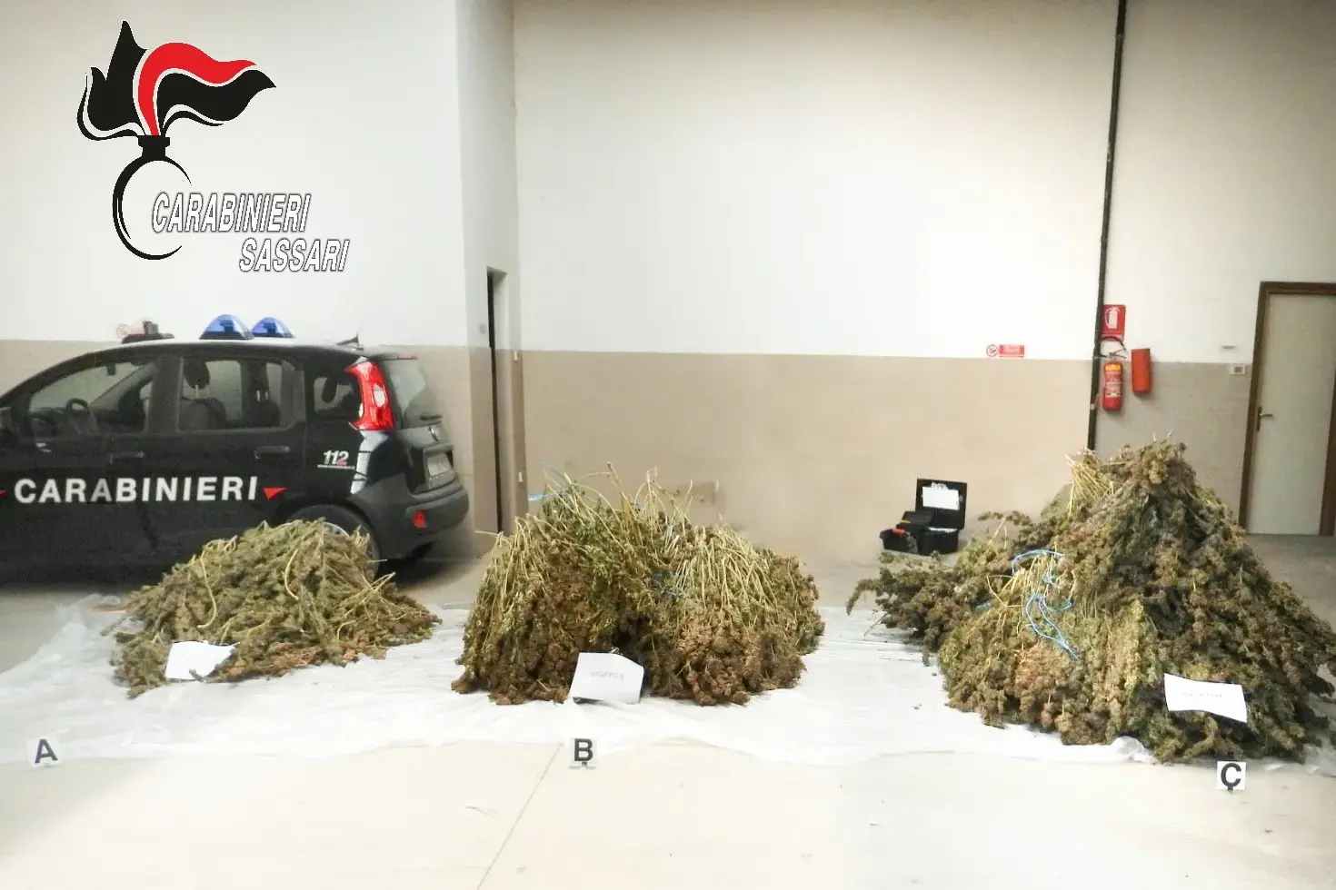 Maxi piantagione di cannabis a Ittiri: arrestato un uomo con precedenti