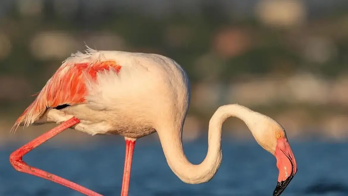 Fenicotteri in nidificazione a Molentargius: 1.500 coppie avvistate