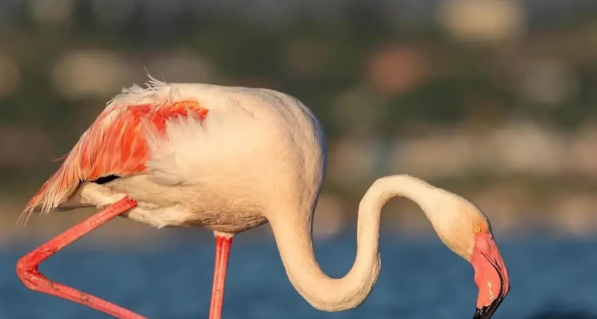 Fenicotteri in nidificazione a Molentargius: 1.500 coppie avvistate