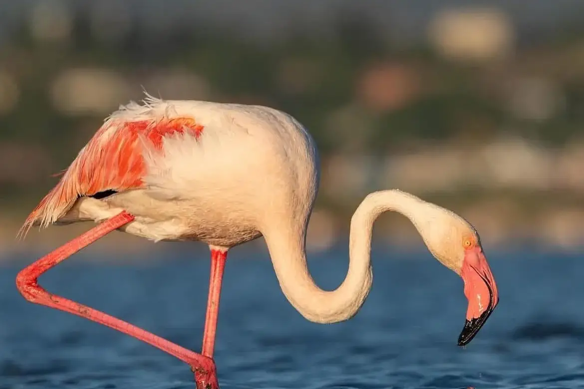 <p>Foto Riky Deiana</p>\\n