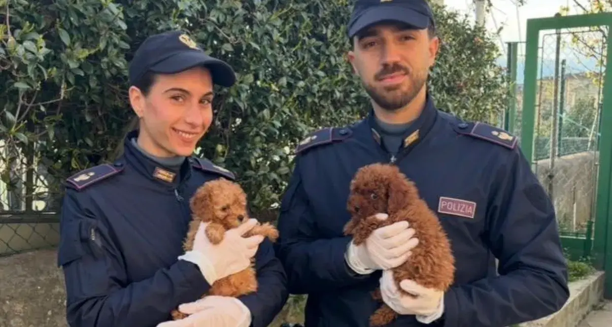 Cuccioli di barboncino nano salvati al valico di Pesek: viaggio infernale su un autobus
