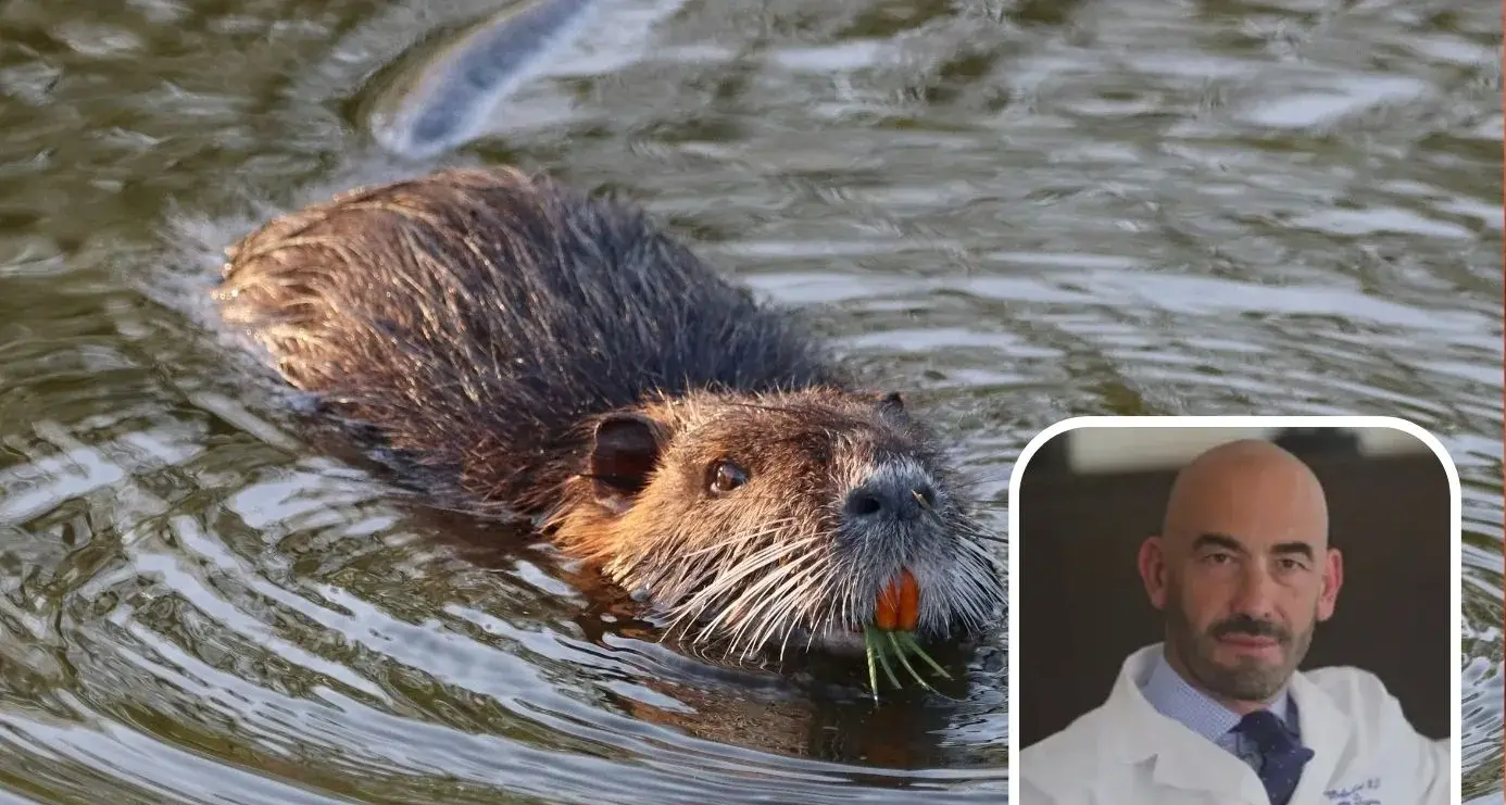 Nutrie arrosto al pranzo di Pasquetta, Bassetti: \"è come mangiare i topi\"