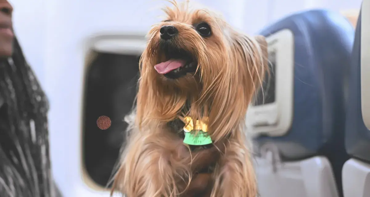 Cani in cabina fino a 30 kg, la svolta nei voli di Aeroitalia