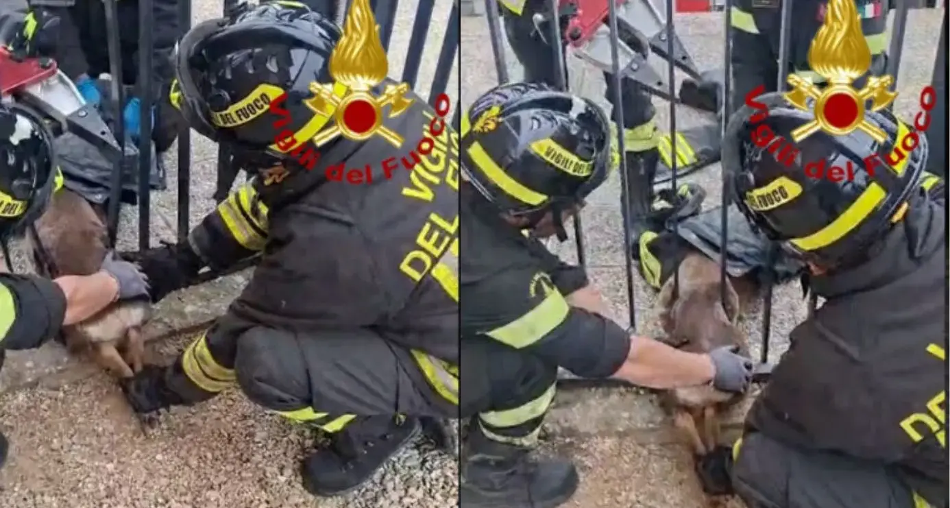 Capriolo incastrato tra le sbarre del cimitero: salvato dai Vigili del Fuoco