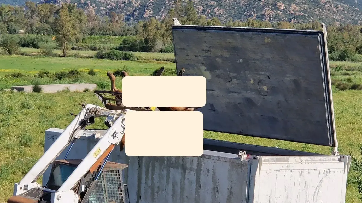 Muravera. Abbattuta un’intera mandria a Feraxi: “Scempio cieco e brutale, distrutta la vita di tre famiglie”