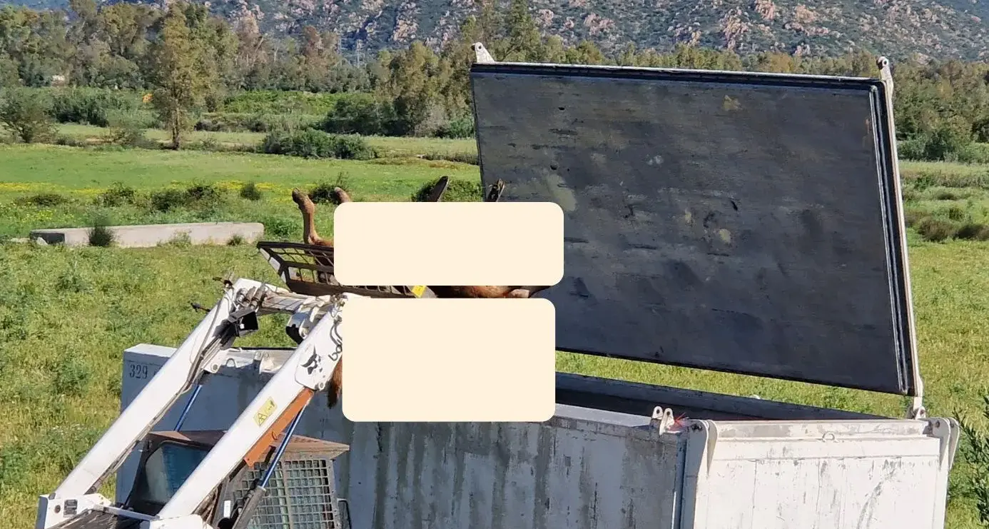 Muravera. Abbattuta un’intera mandria a Feraxi: “Scempio cieco e brutale, distrutta la vita di tre famiglie”