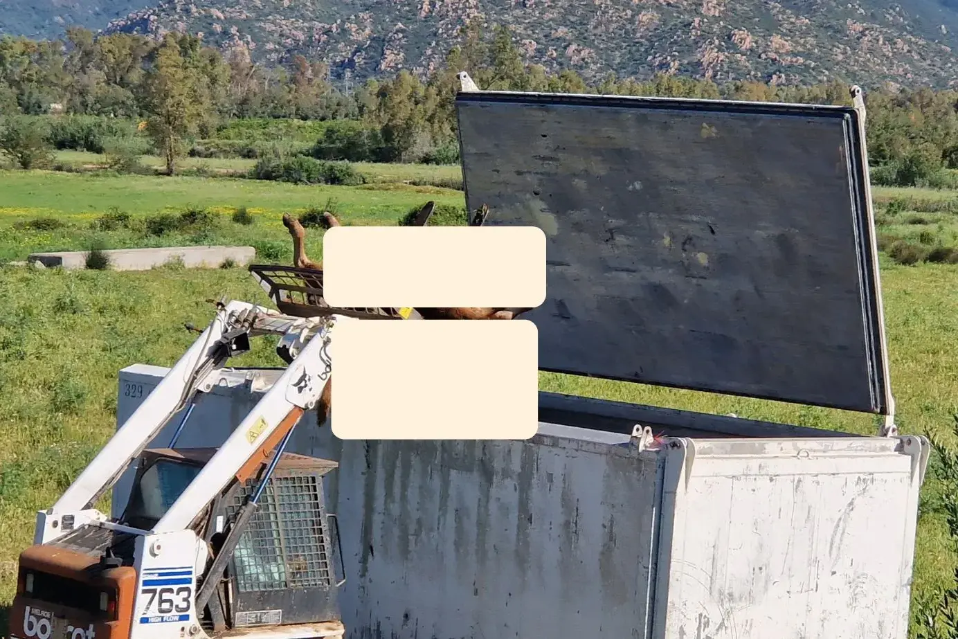 Muravera. Abbattuta un’intera mandria a Feraxi: “Scempio cieco e brutale, distrutta la vita di tre famiglie”