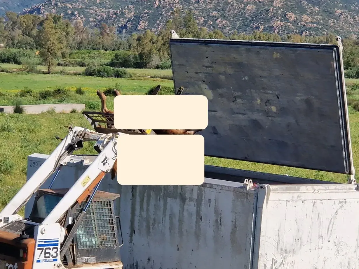 Muravera. Abbattuta un’intera mandria a Feraxi: “Scempio cieco e brutale, distrutta la vita di tre famiglie”