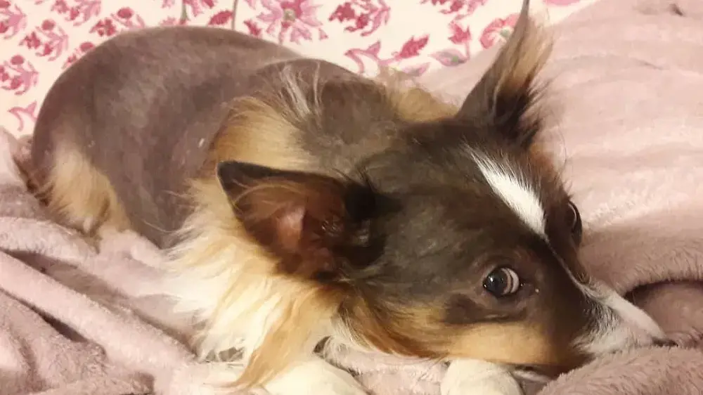 Lotta al randagismo: giornata microchip gratuita il 28 aprile a Sassari