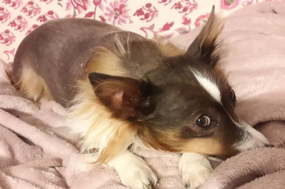 Lotta al randagismo: giornata microchip gratuita il 28 aprile a Sassari