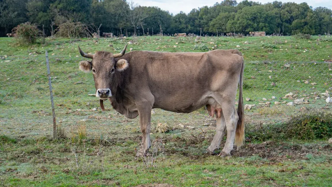 Dermatite bovina. Conclusi gli abbattimenti a Muravera e Villaputzu \"finalizzati all’eradicazione dei focolai\"