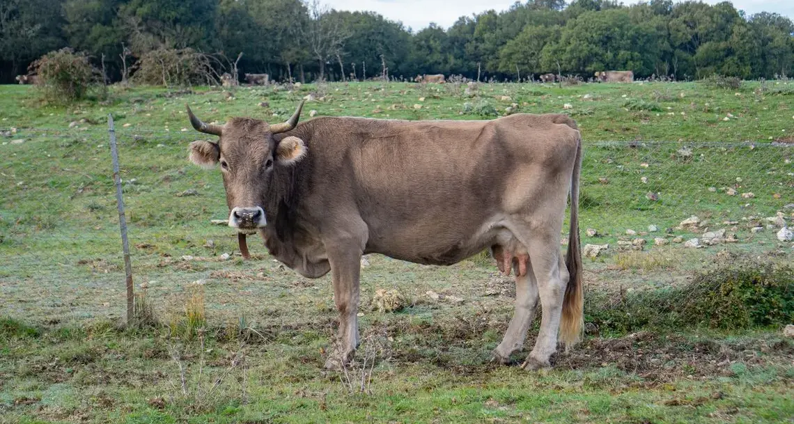 Dermatite bovina, conclusi gli abbattimenti finalizzati all’eradicazione dei focolai